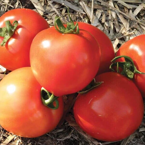West Coast Seeds Early Season Tomat
